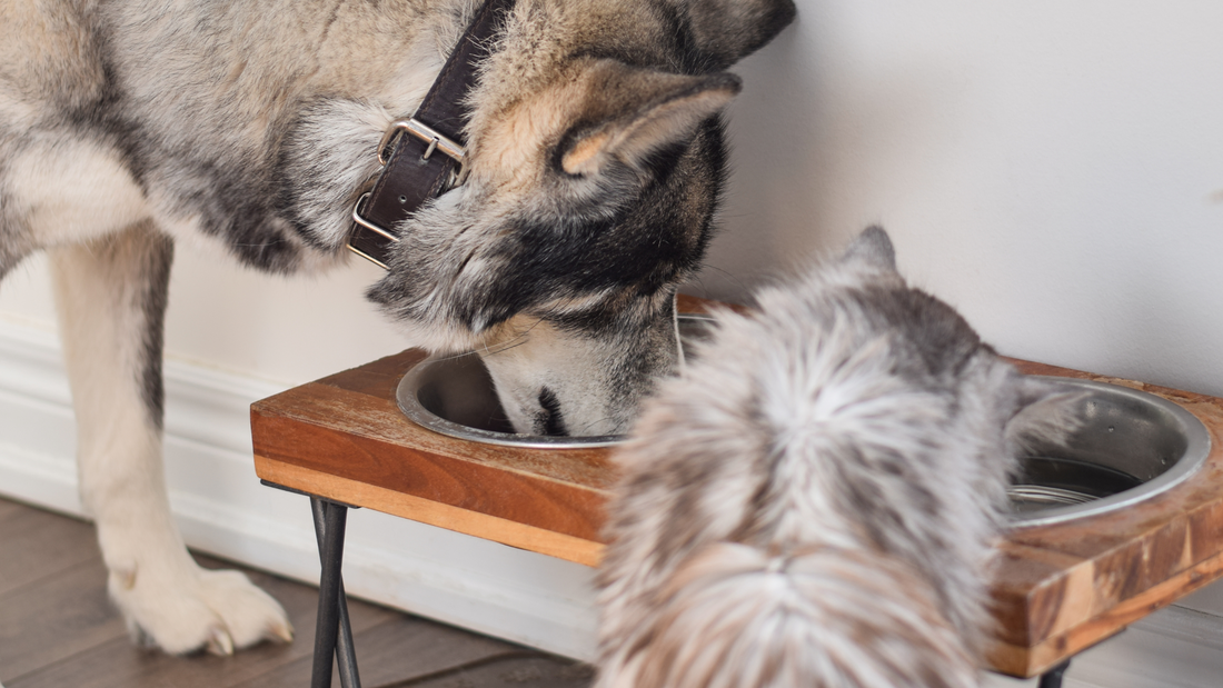 Single Ingredient Pet Food: Is It the Best Choice for Your Pet?