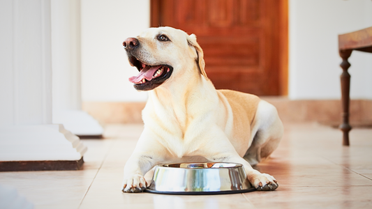 The 5 Best Sources of Carbohydrates for Dogs (Tips and Advise)