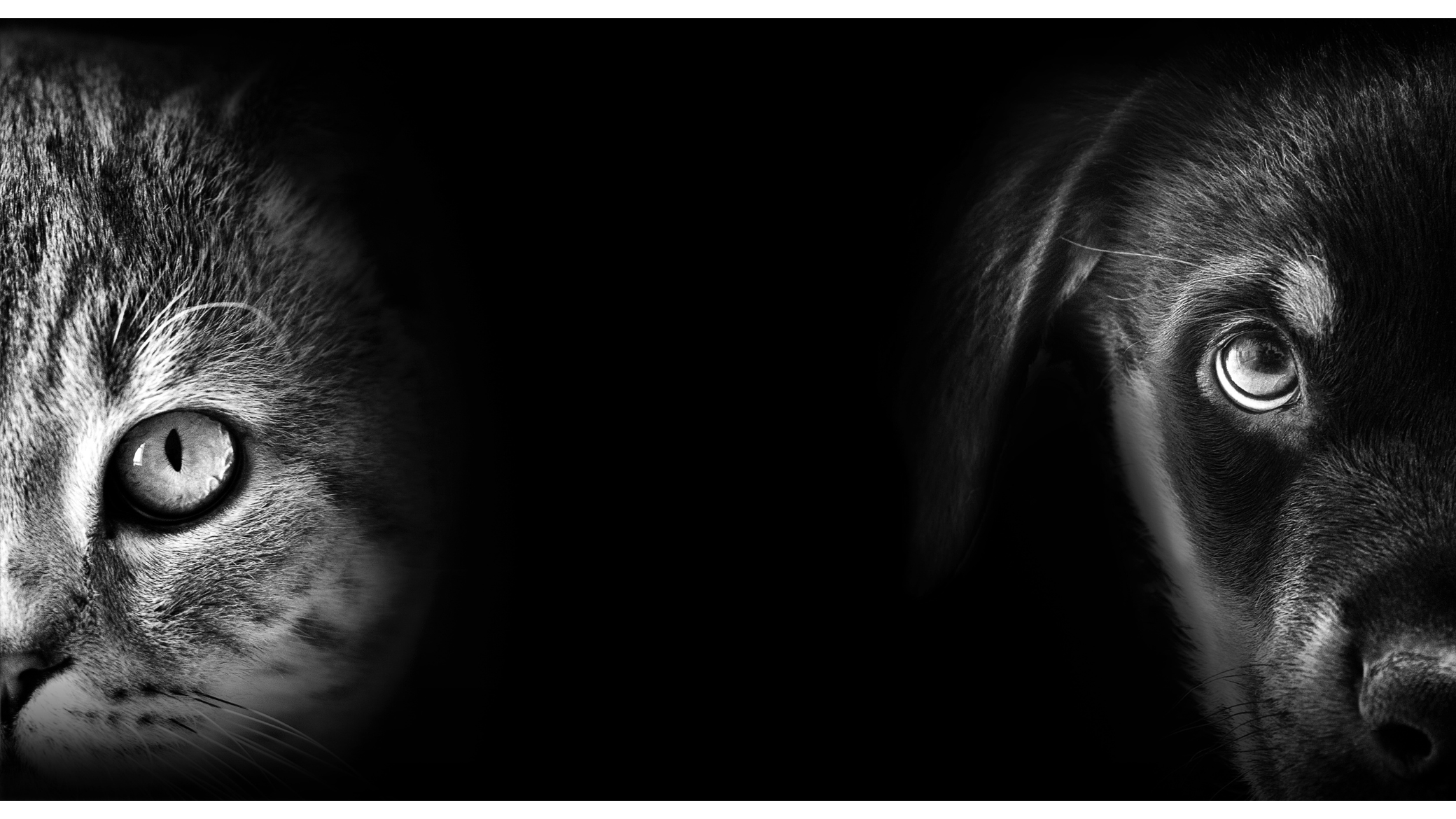 cat and dog image