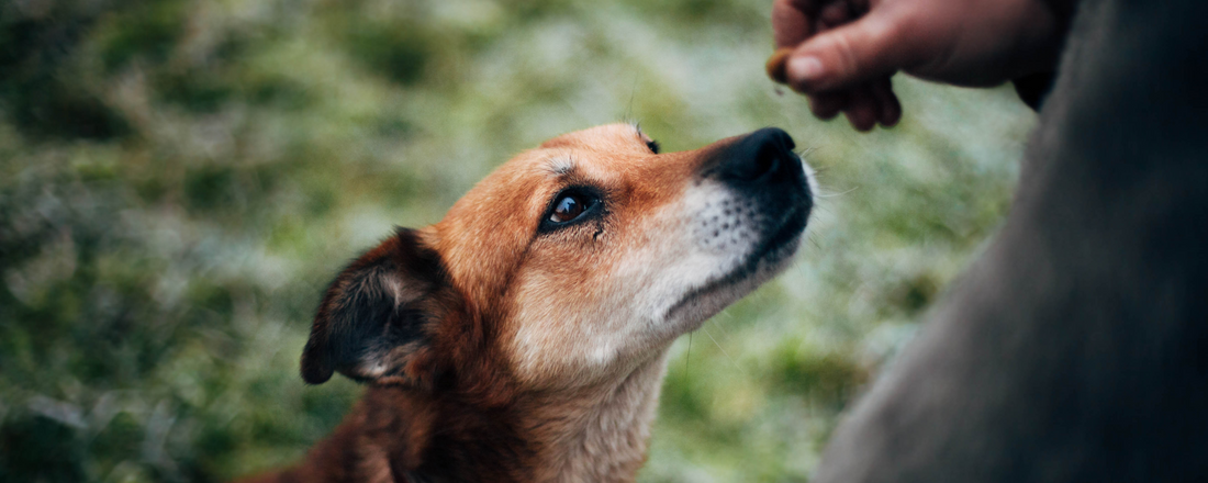 A Nose for Nutrition: How Dogs Use Smell to Select Food