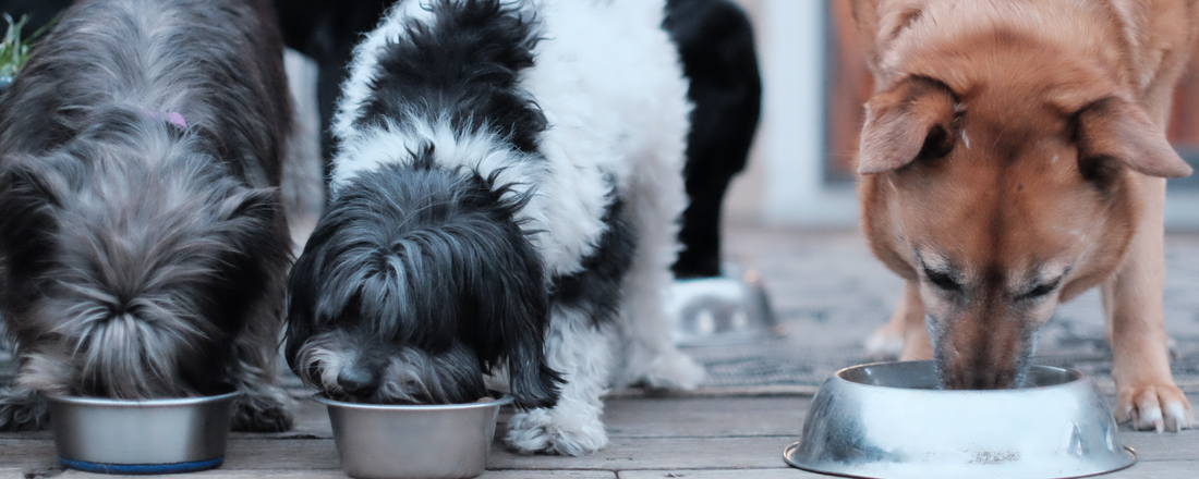 The Evolution of Commercial Pet Food: From Wild Origins to Modern Bowls