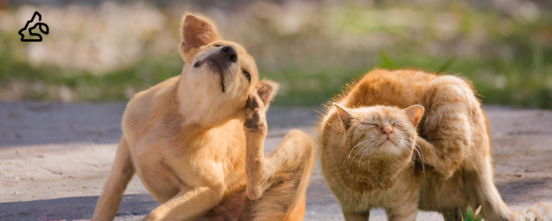 Tick and Parasite Control | Total Defense for Your Pup