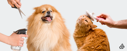 The Ultimate Guide to Pet Grooming