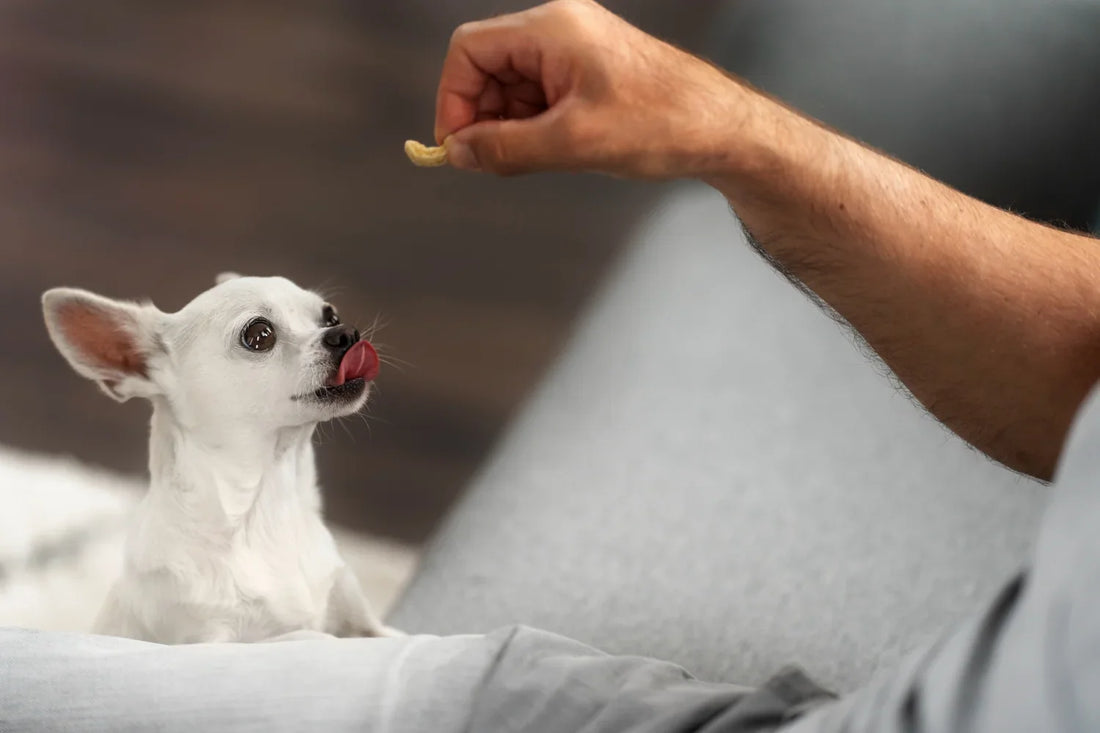 Small white dog waiting for dog treats from its owner