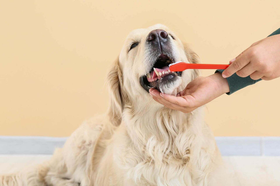 The Signs and Symptoms of Dental Disease in Dogs (Don't Ignore Them!)