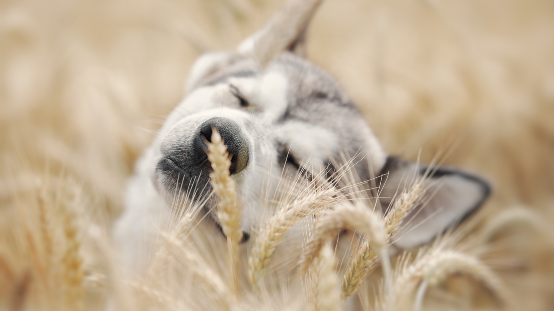 The Truth About Grain-Free Pet Food