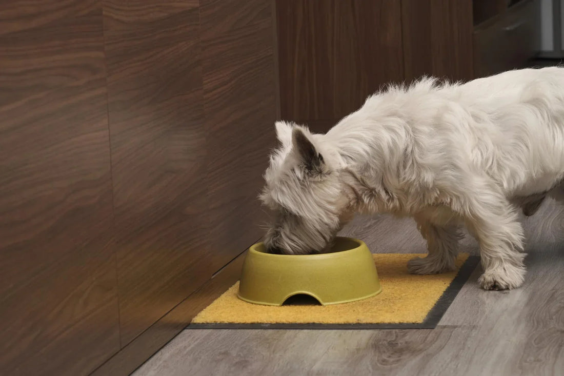 Small dog eating the best dog food for puppies from a bowl