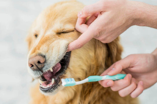 Dog Dental Care: A Guide for Pet Parents (With Tips and Tricks)