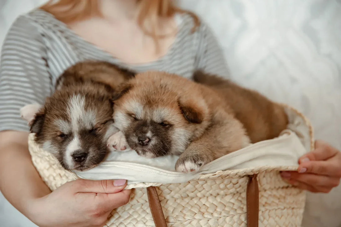 Puppies resting in a basket for a guide to the best dog food for puppies.