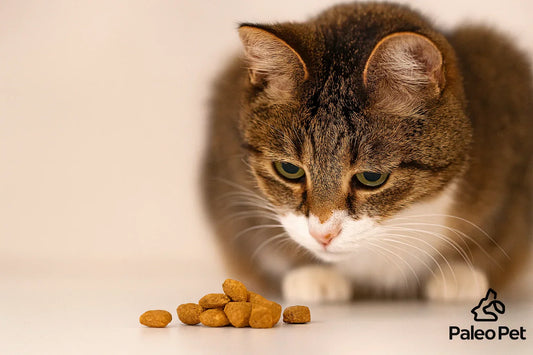 The Ultimate Guide to Cat Treats: What Every Cat Parent Should Know