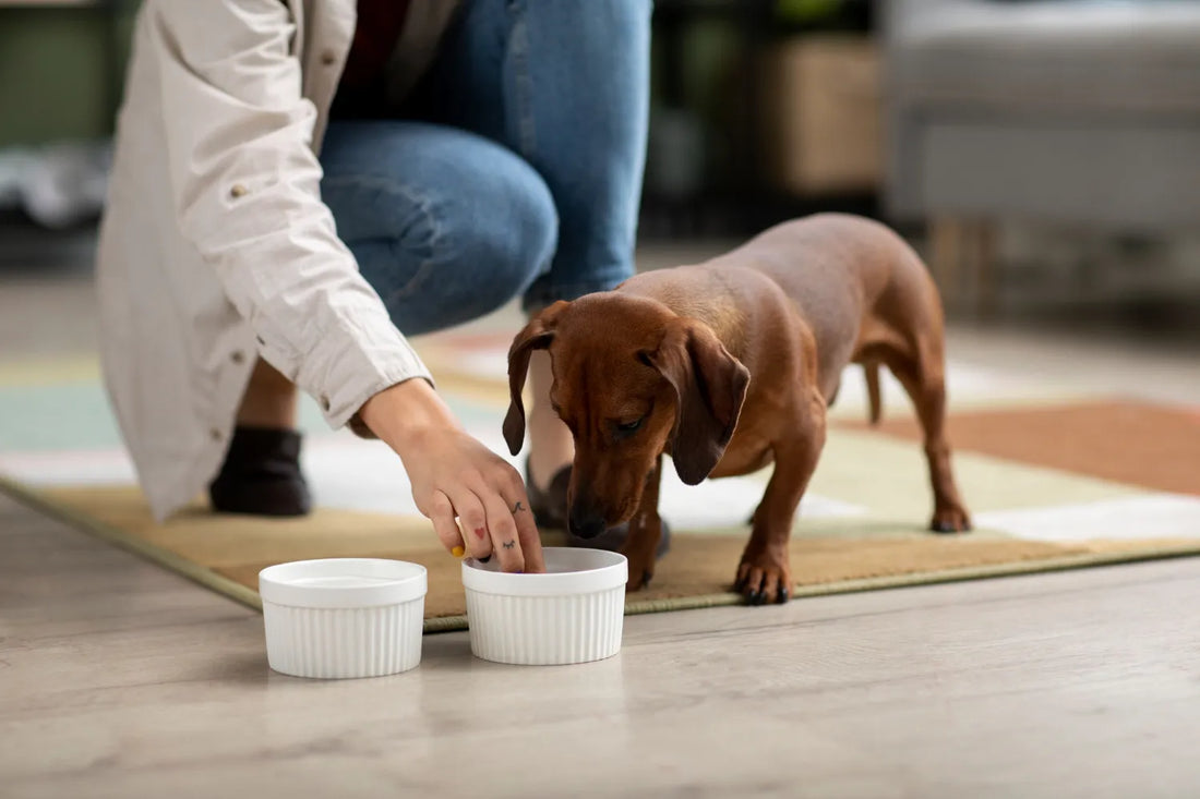 Pet owner serving food from dog food brands to a small dog