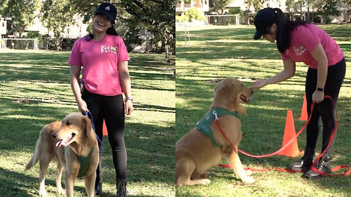 Coach Reg’s Training Tips (How to Raise a Happy and Obedient Dog)