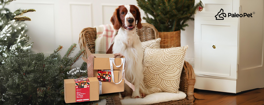 The Purrfect Gift Guide For Your Pet This Christmas Season