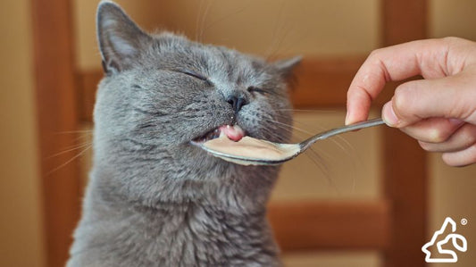 Homemade Cat Food: A Healthy and Sustainable Option (For Your Feline Friend)