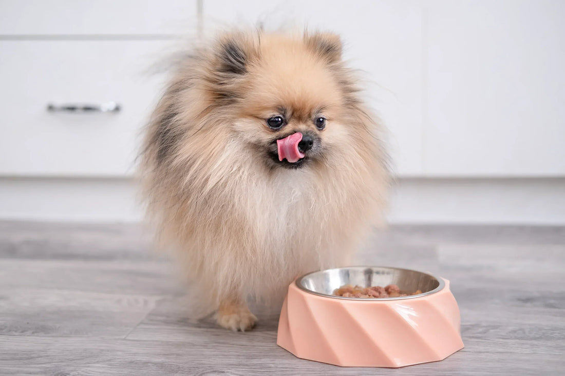Puppy Dog Food Philippines: Where to Buy and What to Choose for Healthy Growth