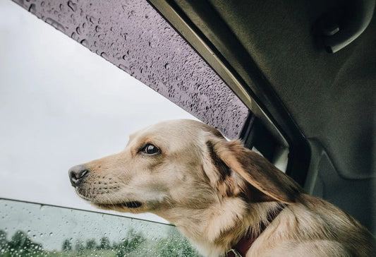 Dog in a car with food for dogs packed for rainy-day travel.