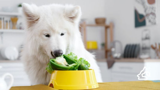 Dog Nutrition: 5 Key Nutrients of a Nutritious Dog Food | Paleo Pet