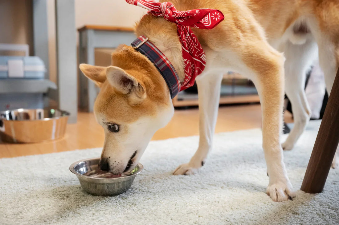 Dog eating Paleo Pet dog food from a bowl at home