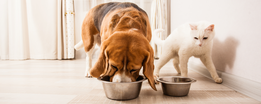 The Importance of a Well-Sourced Protein for Pets