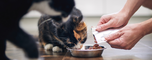 Is Human Grade Pet Food Really Better?