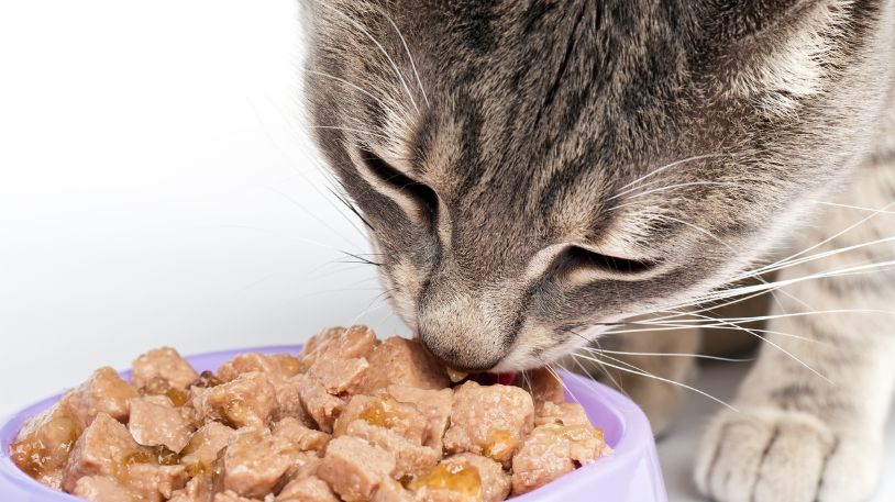 Feeding Your Cat the Right Way (Tips from the Pros)