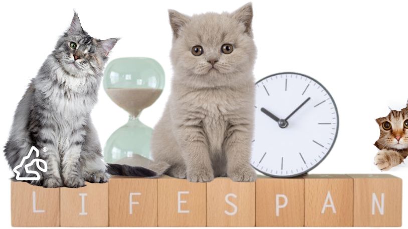 A Cat's Lifespan in Stages (What You Need to Know)