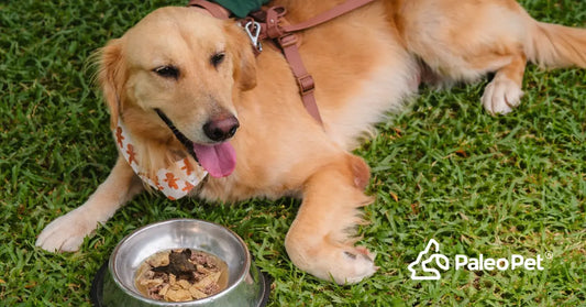 Dog Food Brands in the Philippines: Which Ones Are Really Trusted in 2026?