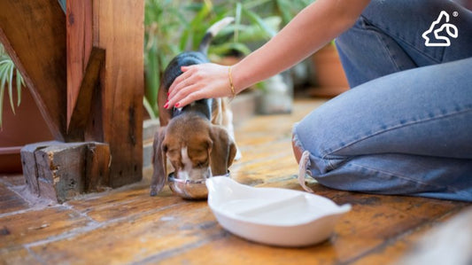 How to Feed Your Puppy a Holistic Diet (Tips to Keep Your Dog Healthy)