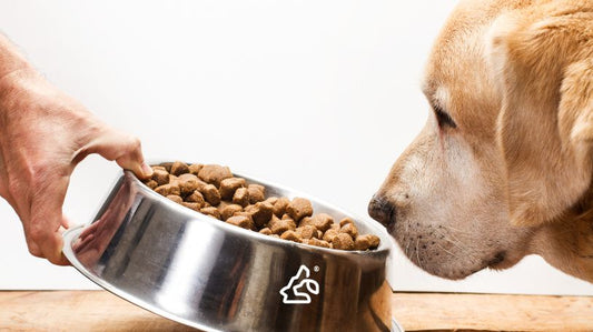 Dog Not Eating? Safe Ways to Encourage Appetite and When to See a Vet
