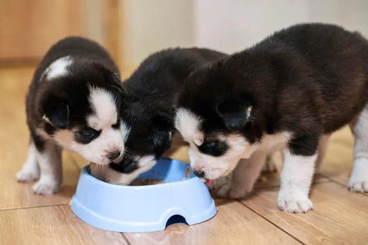 How to Choose the Best Dog Food for Puppies