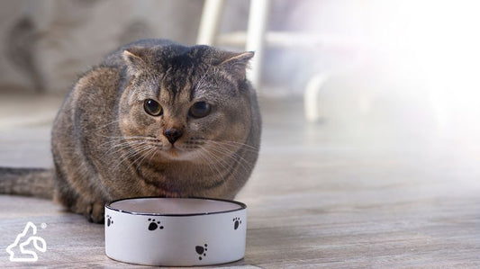 Hydrolyzed Protein Cat Foods: A Fix for Itchy Skin & Allergies