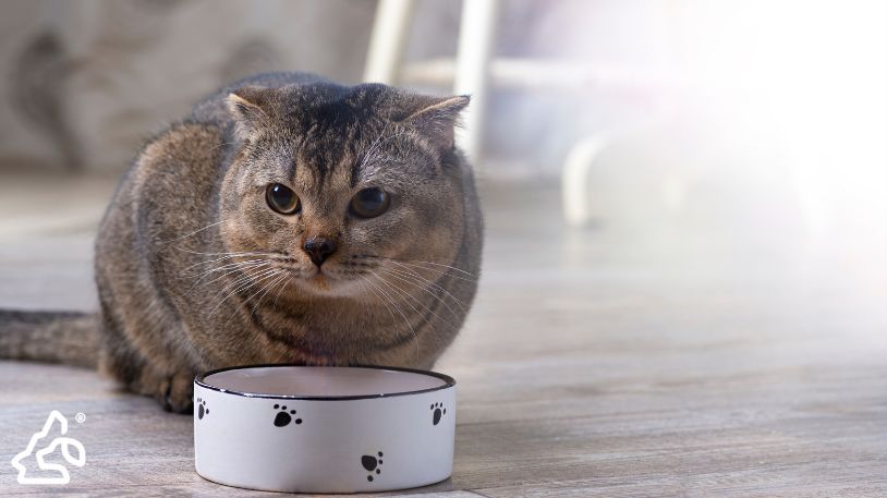 Hydrolyzed Protein Cat Foods: A Fix for Itchy Skin & Allergies