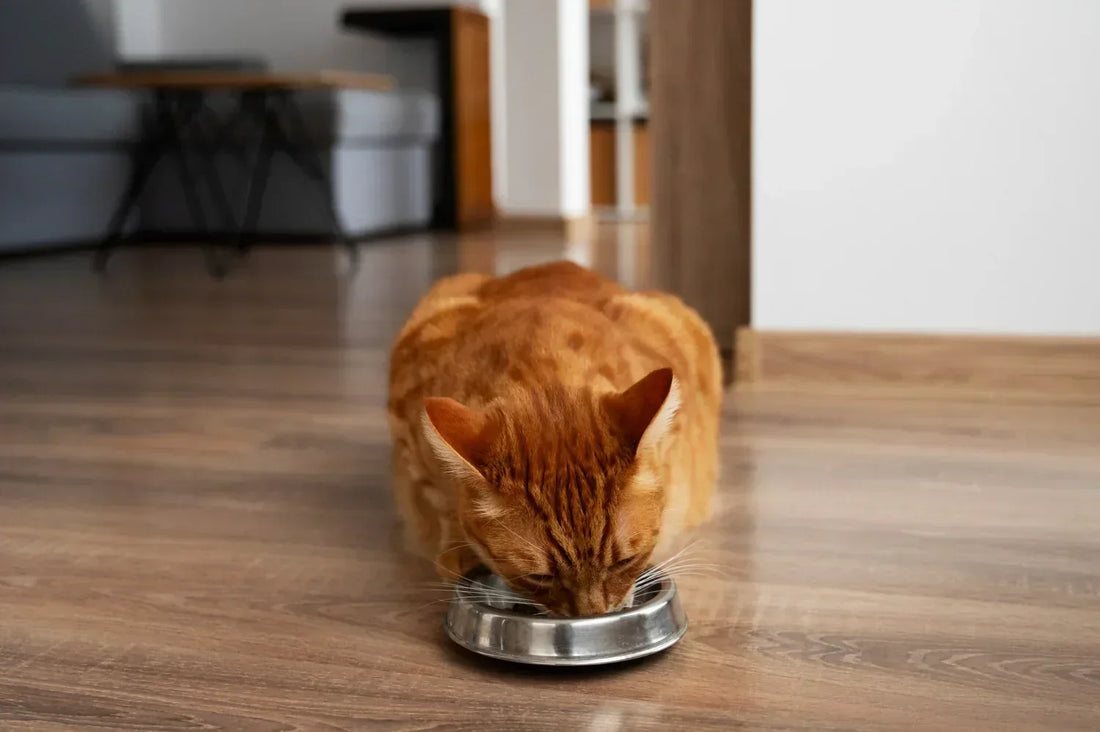 Orange cat eating wet food for cats from a metal pet bowl