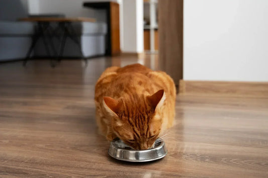 Orange cat eating wet food for cats from a metal pet bowl