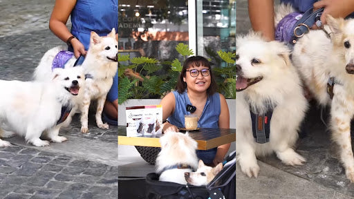 How to Care for Senior Dogs: Advise from Jeng Paradero-Mamiit