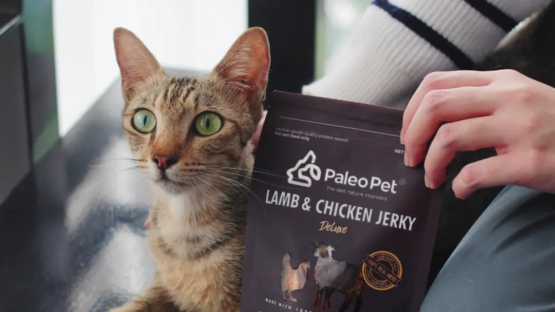 Cat posed next to PaleoPet's hypoallergenic cat food.