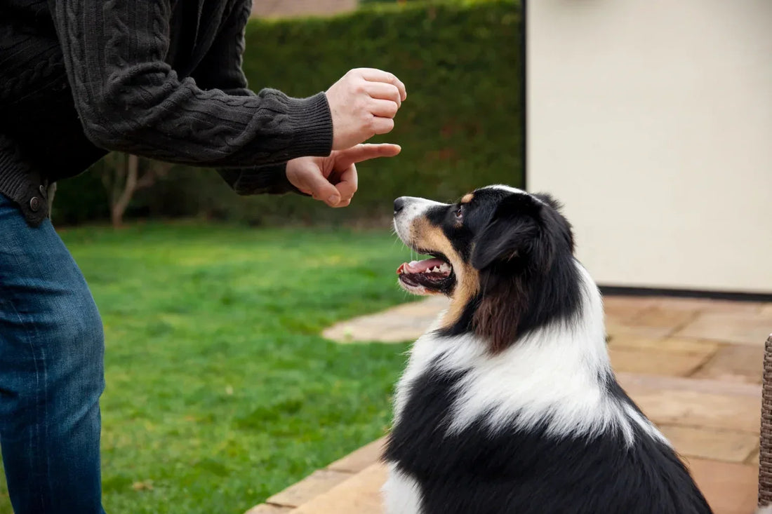 Dog training tips using hand signals and positive reinforcement outdoors