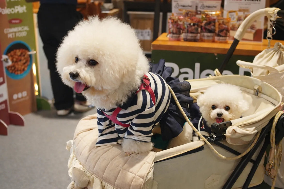 Puppy Dog Food by Age: What to Feed at 8 Weeks, 3 Months, and 6 Months