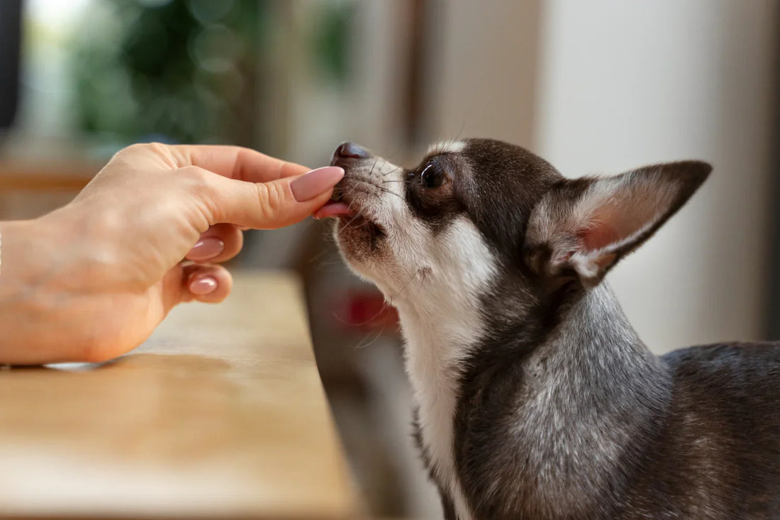 Small dog enjoying the best dog treats from Paleo Pet