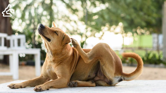 Dog Food Allergies: Signs, Causes & Simple Fixes
