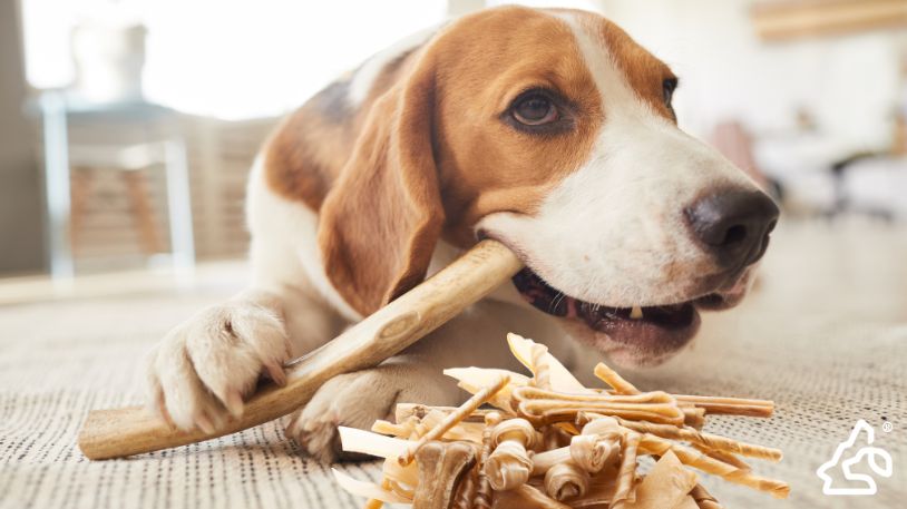The Ultimate Guide: Discovering Safe and Enticing Chews for Your Dog | Paleo Pet