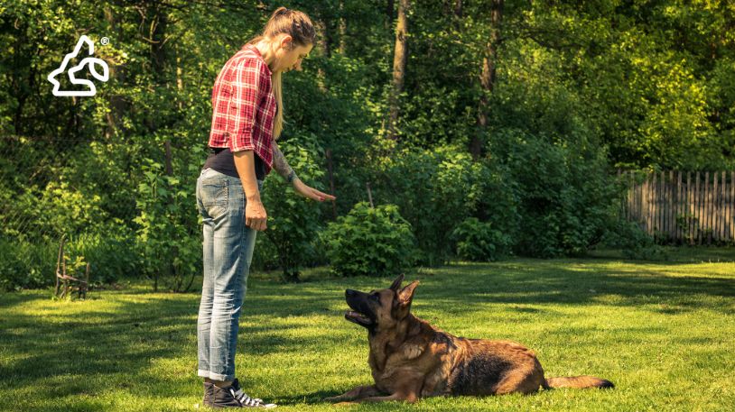 Top 9 Dog Behavior Problems (and How to Fix Them)
