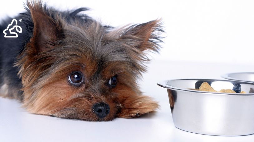 Dog Food Allergies: Symptoms, Causes, and Treatment (A Guide for Pet Parents)