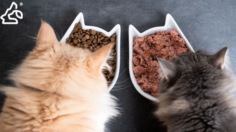Wet vs Dry Cat Food (Which One Should You Feed Your Cat?)