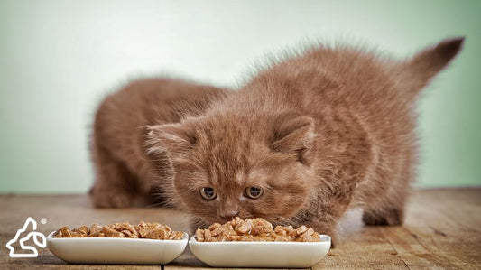 What to Feed Kittens (For Healthy Growth)