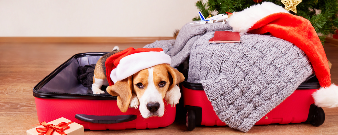 Mindful Holidays: Managing Your Pet’s Separation Anxiety