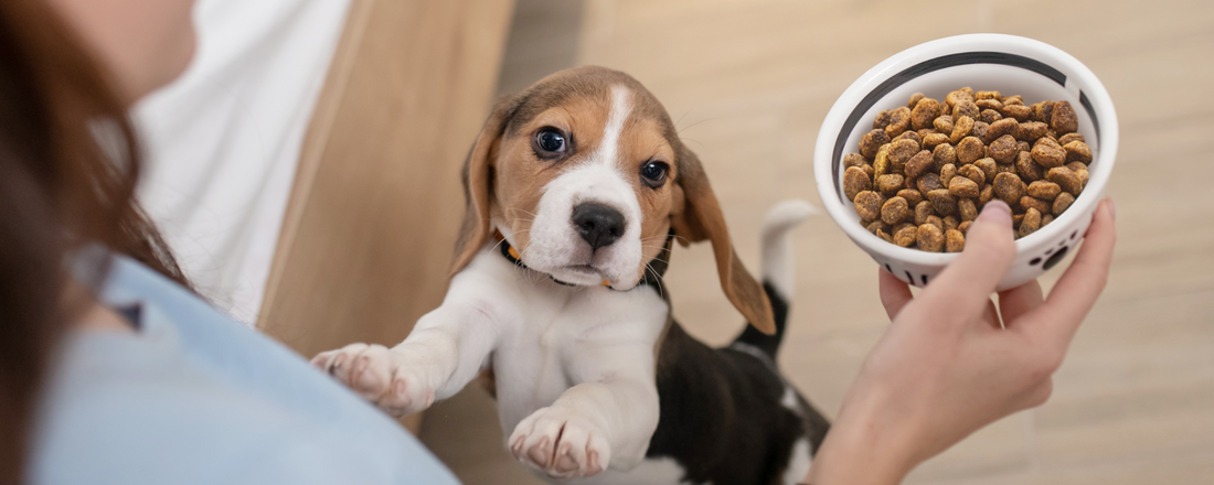 Why Kibble Isn't Enough: Balancing Convenience and Nutrition in Your Pet's Diet