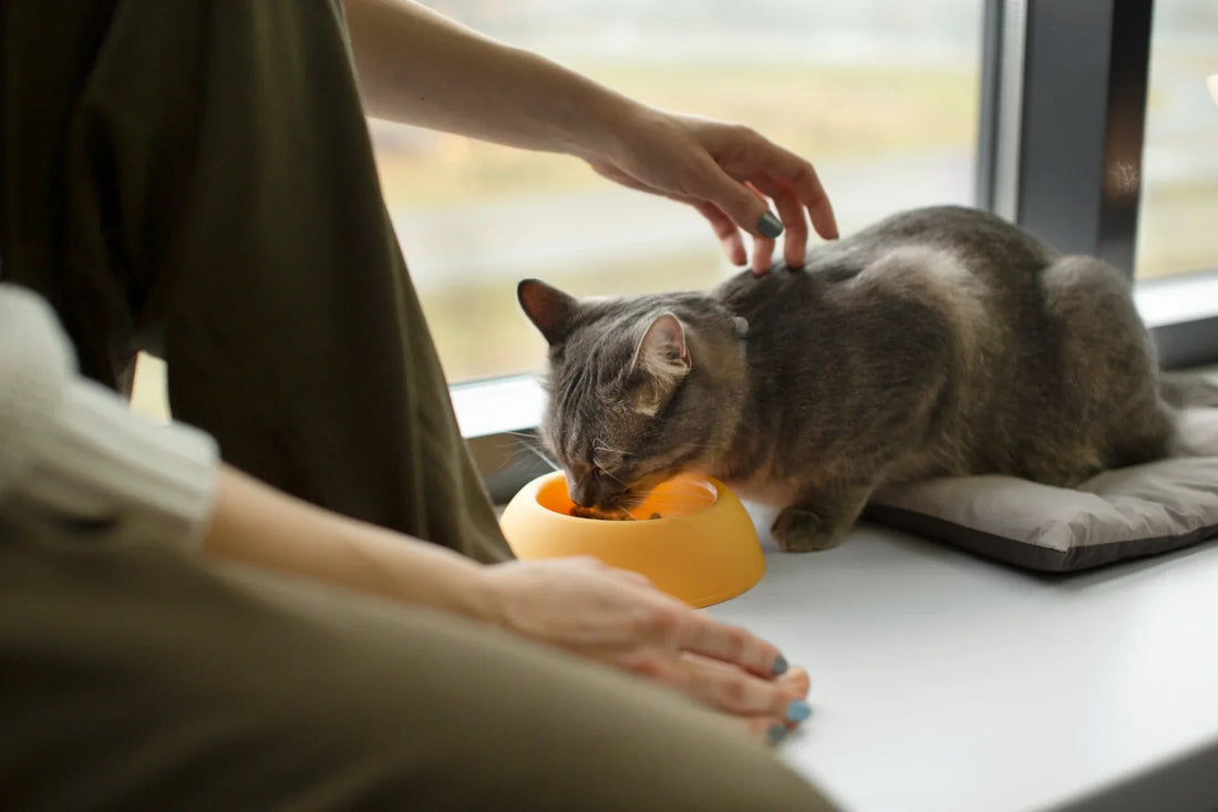 close-up-beautiful-cat-with-owner-cat-food-near-me
