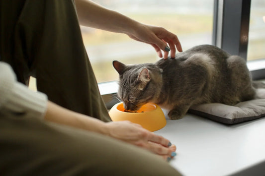 close-up-beautiful-cat-with-owner-cat-food-near-me