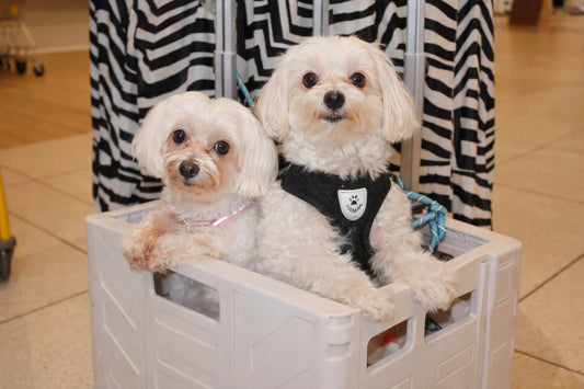 Paws at the Post 2026: Your Chance to Discover the Best Dog Food Brands in Makati